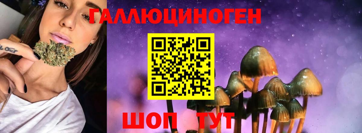 Галлюциногенные грибы Psilocybe Братск